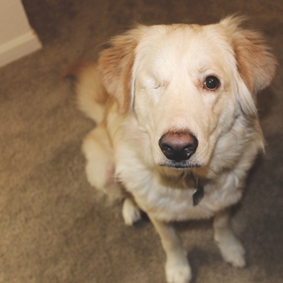 PET FRIENDLY 🐶 - Picture 1 of 2